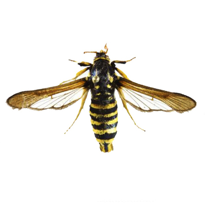 白杨透翅蛾诱芯 br/>parathrene tabaniformis