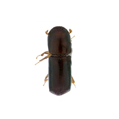材小蠹属引诱剂 br/>xyleborus spp.