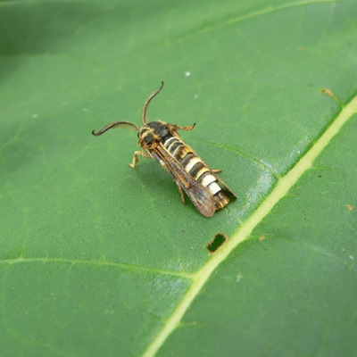 葡萄透翅蛾诱芯 br/>paranthrene regalis