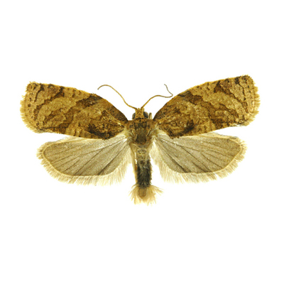 苹小卷叶蛾诱芯bradoxophyesorana