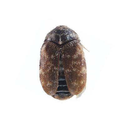 谷斑皮蠹引诱剂 br/>trogoderma granarium