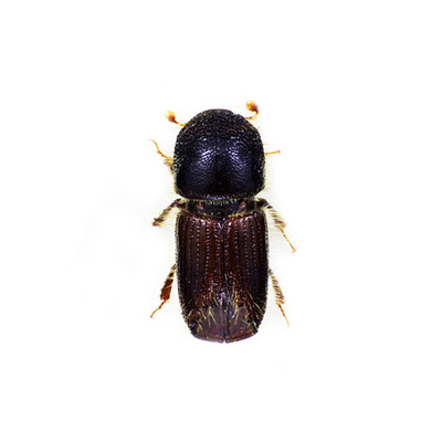 中欧山松大小蠹引诱剂dendroctonusponderosae