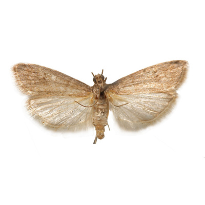 烟草粉斑螟诱芯 br/>ephestia elutella